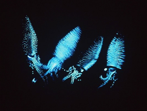 螢光魷魚